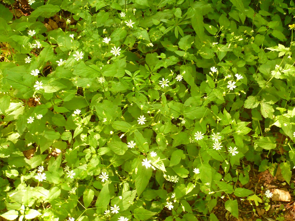 Stellaria nemorum subsp. nemorum (Caryophyllaceae)